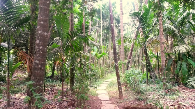 Backyard, coconut and fruit  farms 